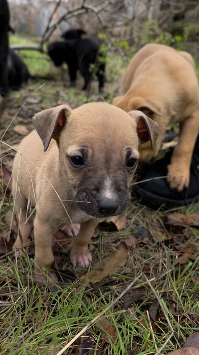 Метиси стаффа Віддам у добрі родини