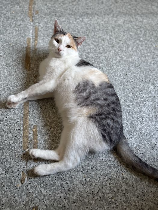 Lunka poleca się do adopcji - pokochaj