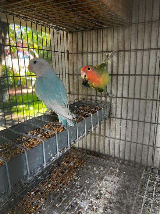 Casal Agapornis 2025