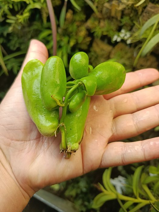 Дисхідія Dischidia major
