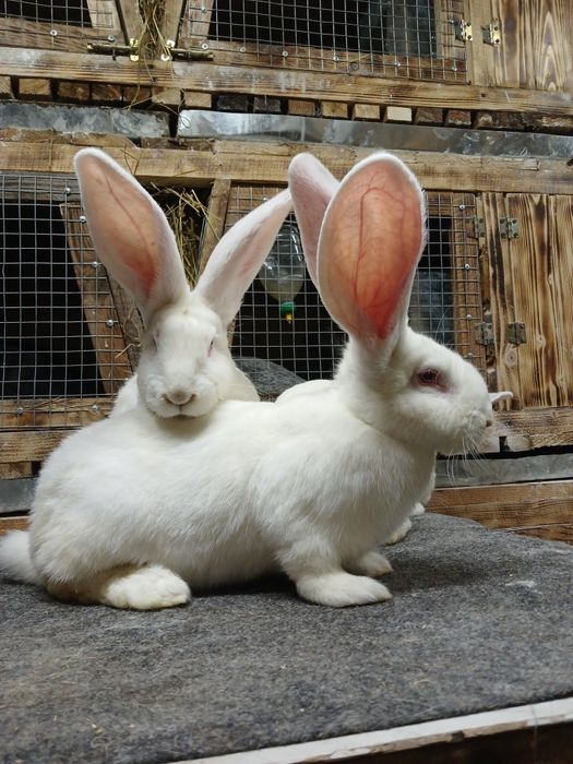 Фландер, Бельгійський велетень