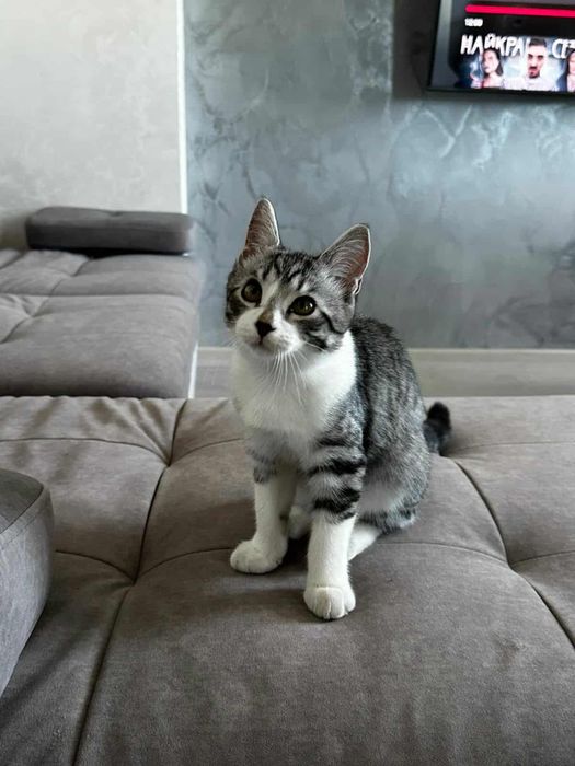 Кошеня дівчинка 4,5 місяці привезена з зони бойвих дій!