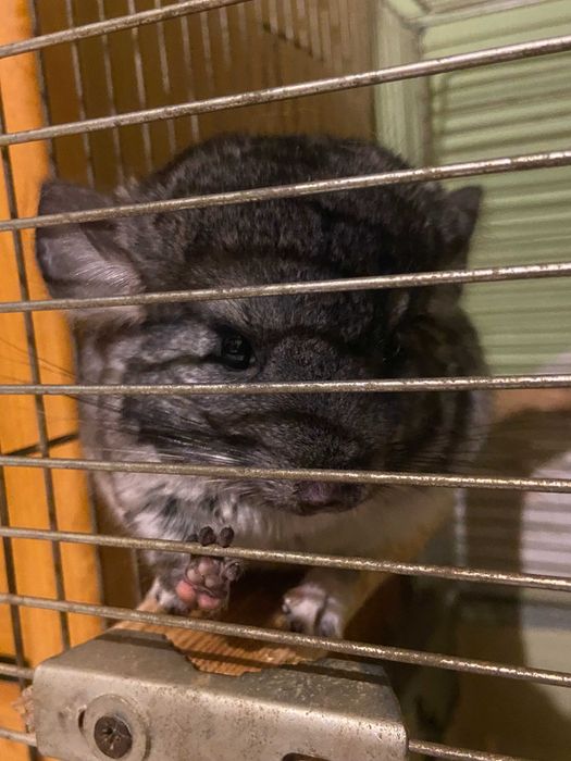 Szynszyl szynszyla standard samiec