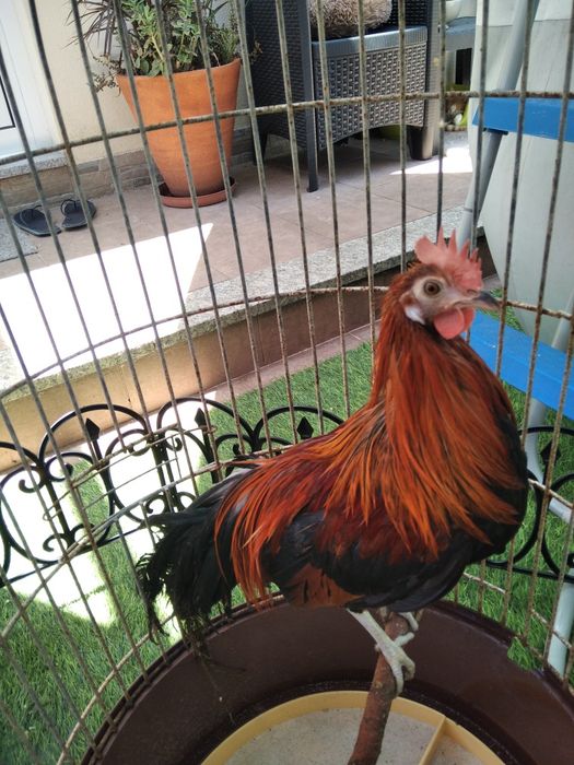 Garnizos machos Sebright e Phoenix