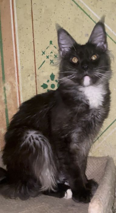 В добрые руки девочка полидакт