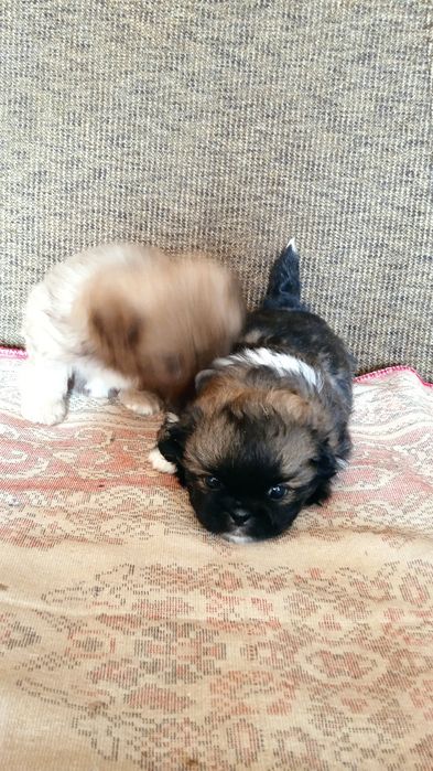 Домашні   пекінеси.