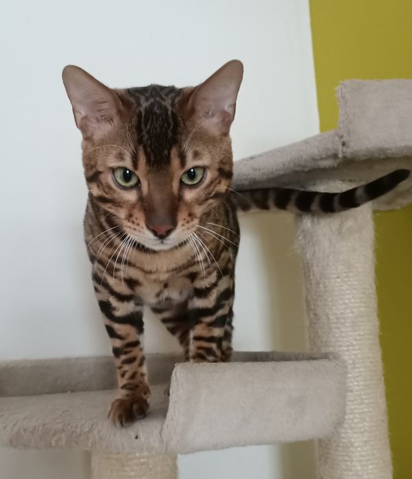 Kot bengalski rodowód FPL/FIFE