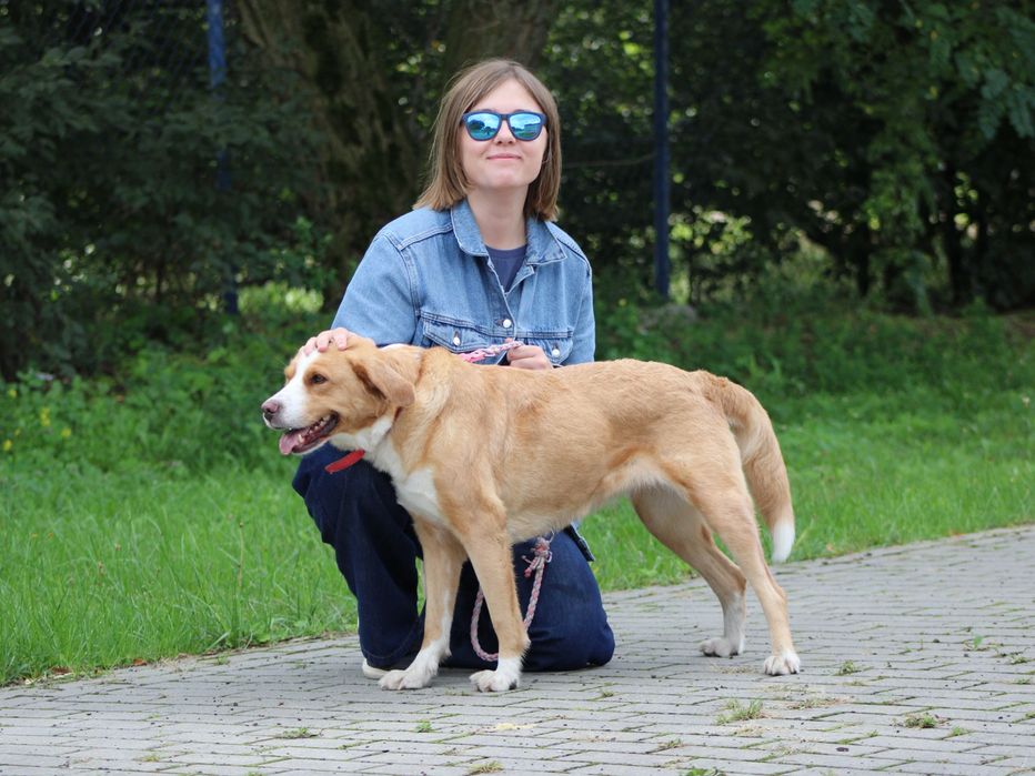 Holly - piękna, delikatna i wrażliwa sunia za kratami
