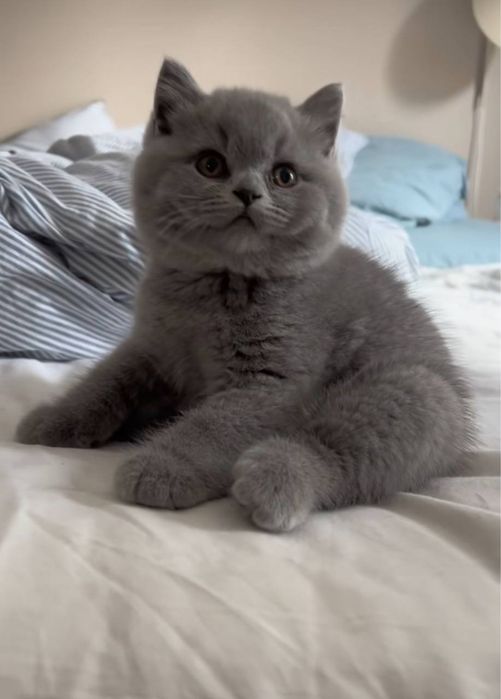 Продам котят девочки