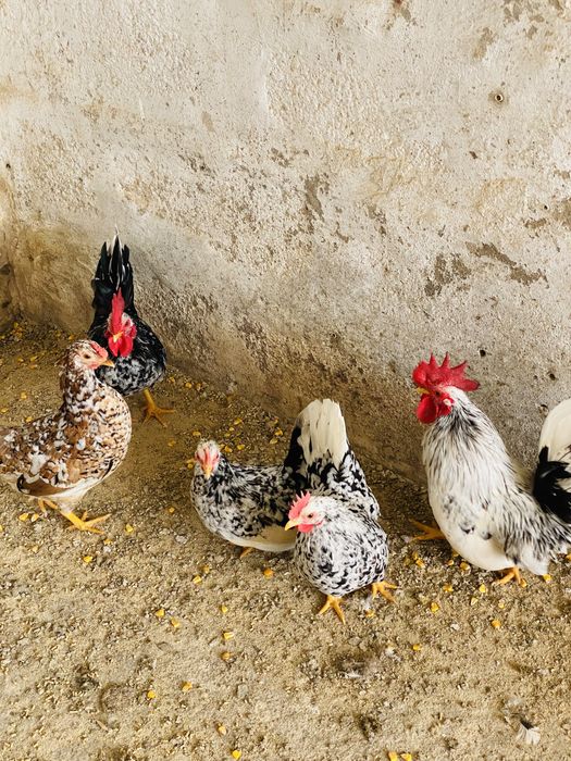 Garnizas nagasaki de varias cores