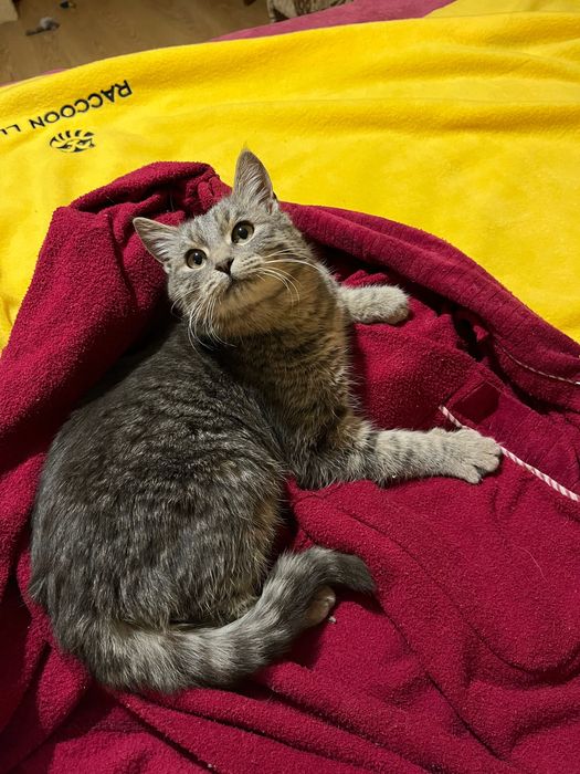 Гарний котик шукає люблячу сім’ю