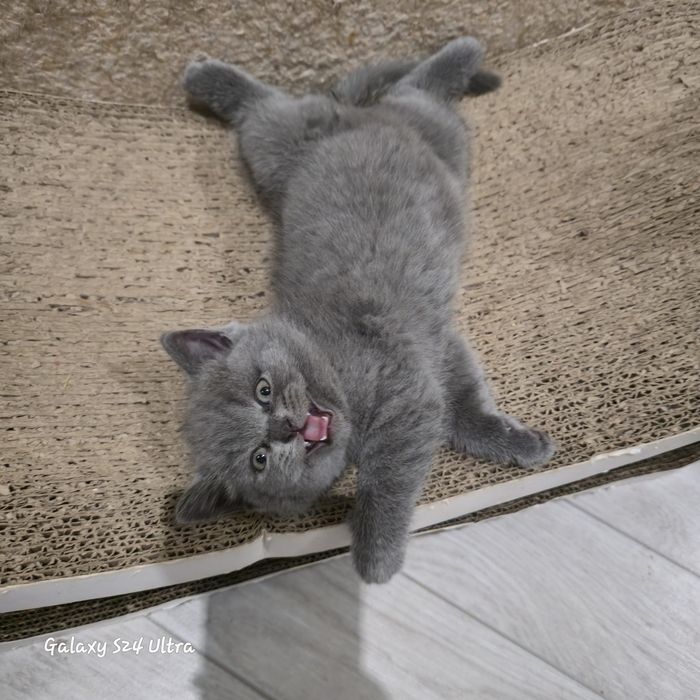 Чистокровна дівчинка готова до переїзду