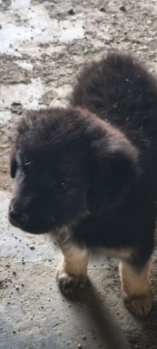 Cachorros para adoção