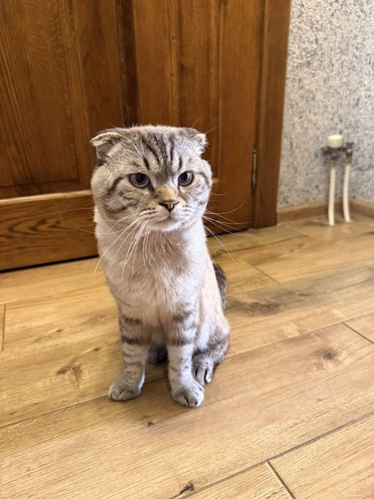 Продам шотландця кота білого висловухого