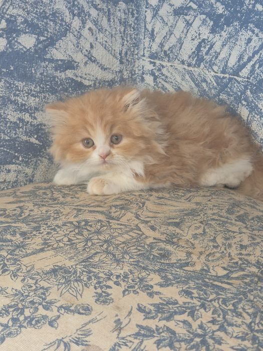 Gato persa amarelo e branco