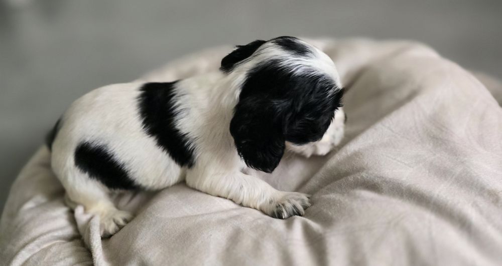 Suczka cocker spaniel angielski