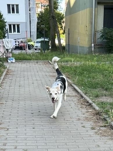 Maks szuka domku