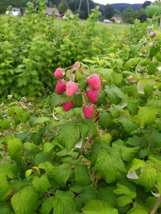 Świeże maliny ze wsi 25 zł/kg - duże ilości