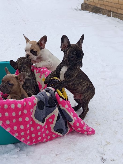 Французькі булочки