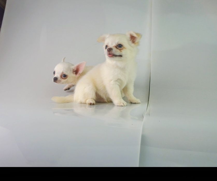 Chihuahua Piesek długowłosy z rodowodem