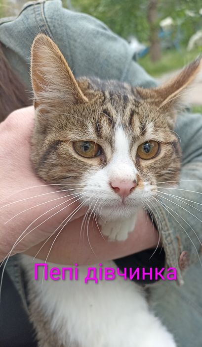 Кошенята шукають родину