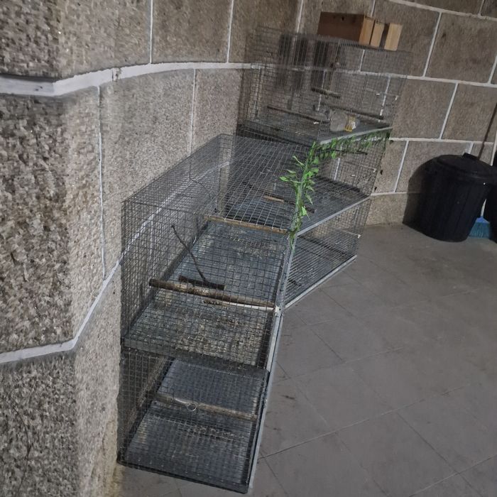 Módulos de criação aves