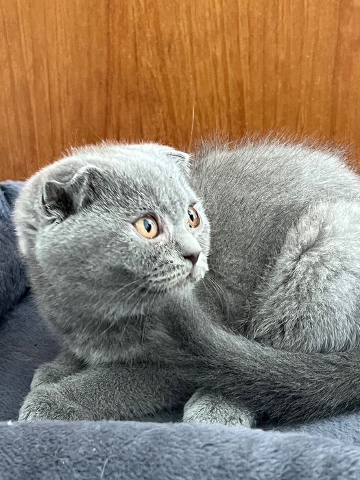 Fêmea Scottish Fold cinza