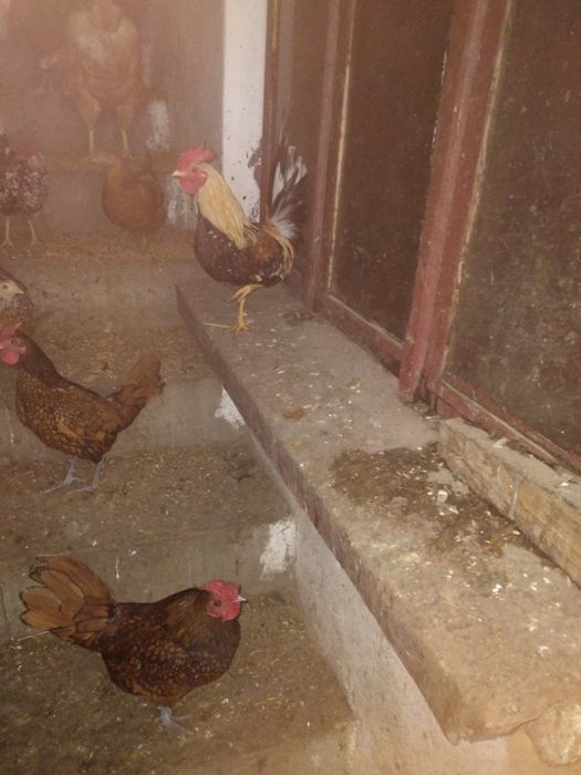 Sprzedam koguty                .