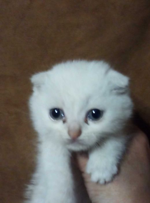 Вислоухий котенок Золотой шиншилла