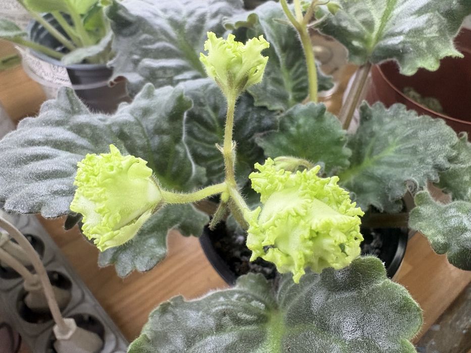 Фіалки розпродажа колекції