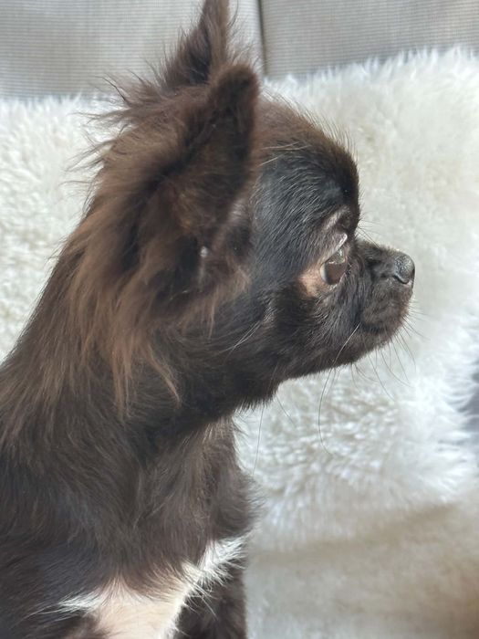 Cudowny chlopiec Chihuahua  dlugowlosy