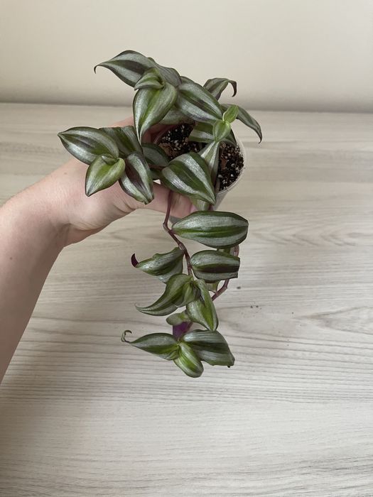 Маранта, сциндапсус, традесканція