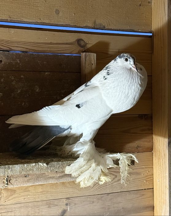 Samiec garłacza z 2025 roku