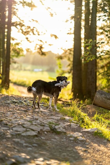 Zabawka Dla Psa Szarpak Pluszak Ze Sznurem Słoń Idealna Zabawa Dla Pup