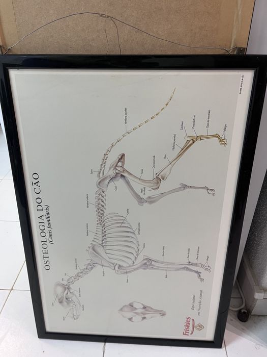 Quadros animais/veterinario