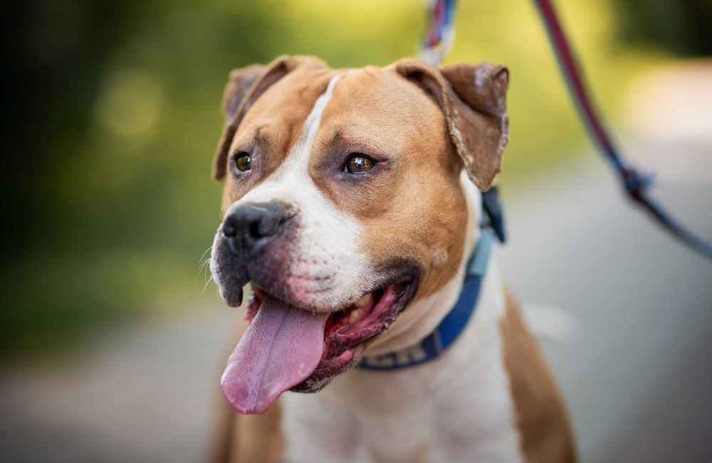 Odebrana z okropnych warunków pitbullka Ginger szuka domu