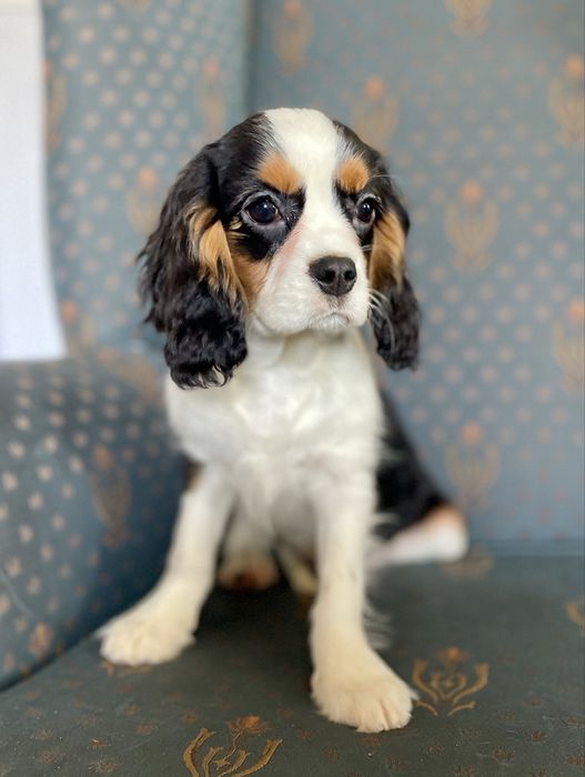 Cavalier king charles spaniel-samiec z kompletem szczepien