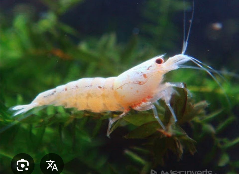 Camarões Red e brancos água quente