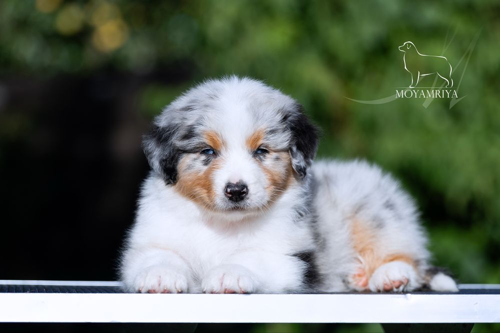 Австралійська вівчарка ауссі / австралийская овчарка аусси / Australian Shepherd