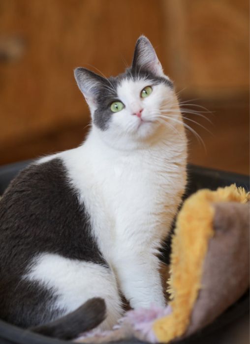 Пушистый кот Степан, 1,5 года, красивый котик, ласковый котенок