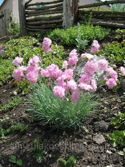 Квіти з власного саду.