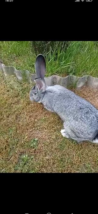 Самець, шиншила..