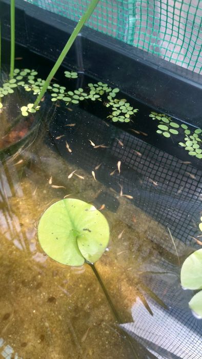 Peixes para lago medaka