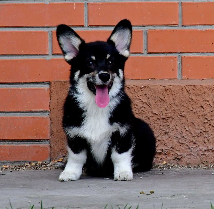 Чорноголовий самец вельш коргі пемброк