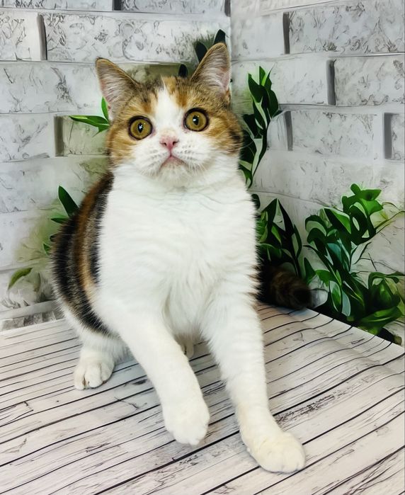 Кішка черепахового забарвлення шотландської породи