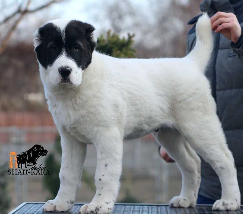 Великолепный кобель САО