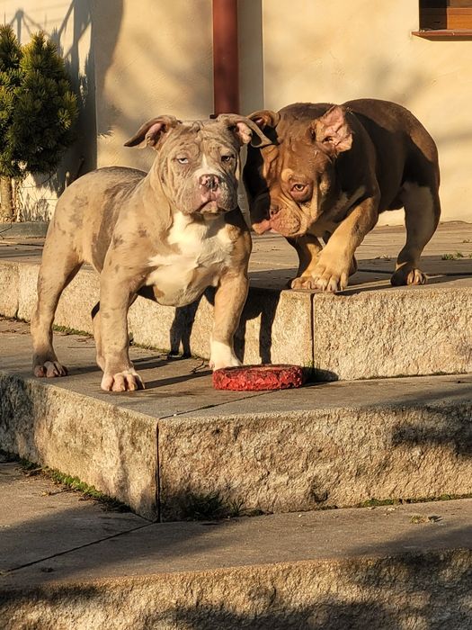 American bully suczka blu merle 6 mies