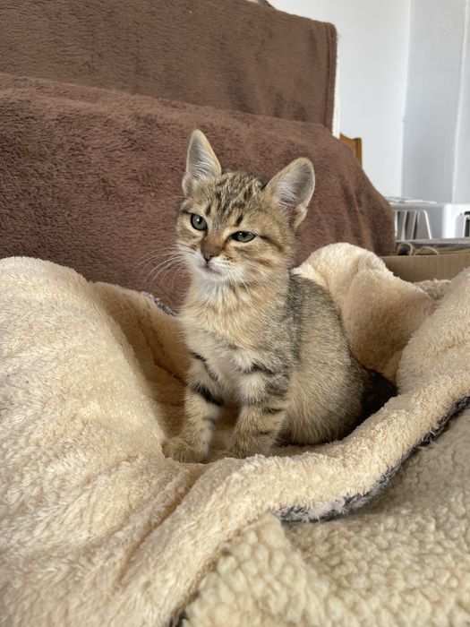Котенок девочка