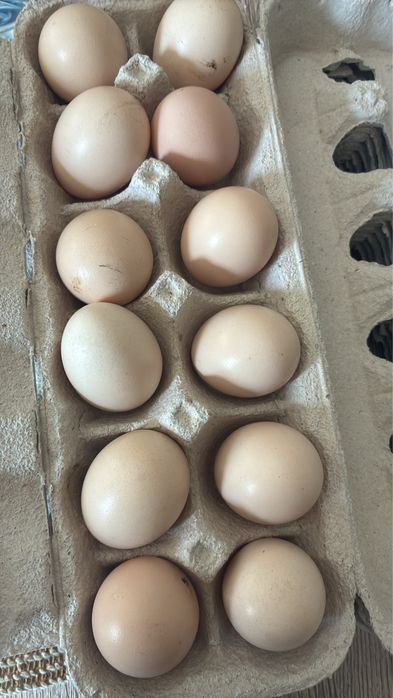 Ovos de galinha sedosa do japao galado