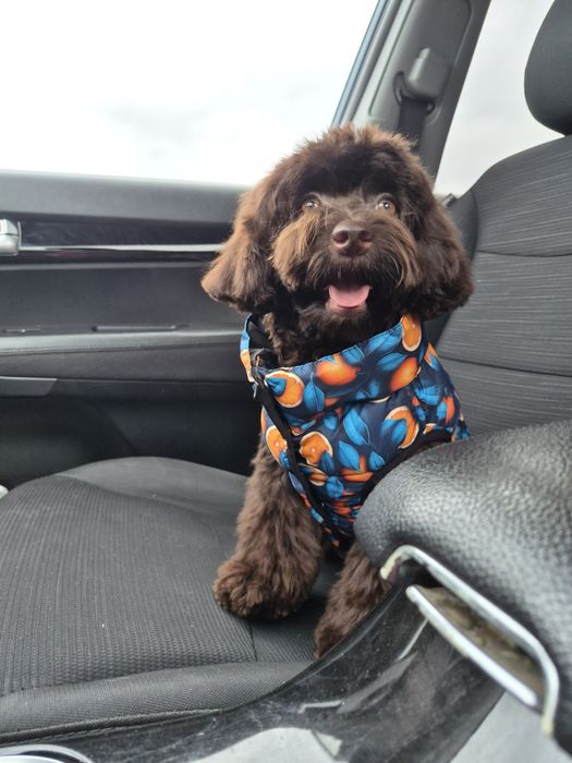 Мальтипу. Девочка